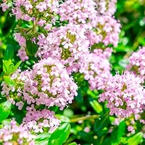 クリーピングタイム　根付き苗　分割10苗 クリーピングタイム 根付き苗 分割10苗